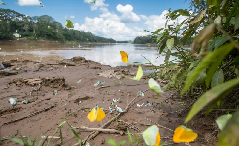 Butterlies%252520on%252520river_Marlon%252520DAG%252520copy%2525201%252520Small.png